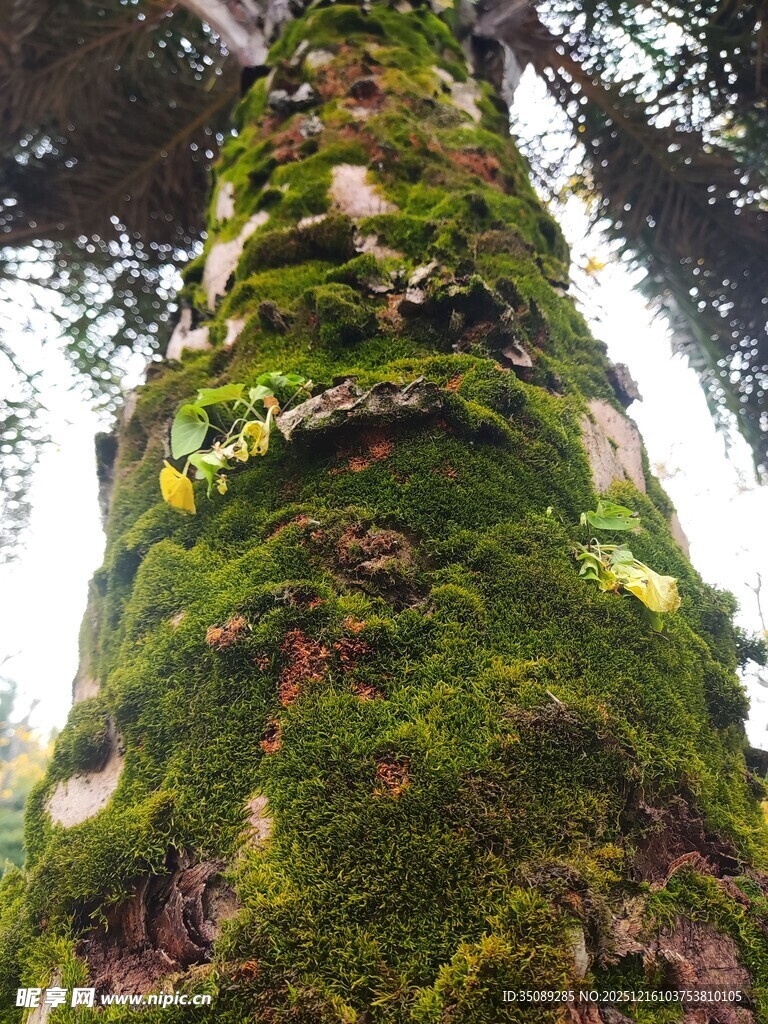 长满青苔的粗壮树干