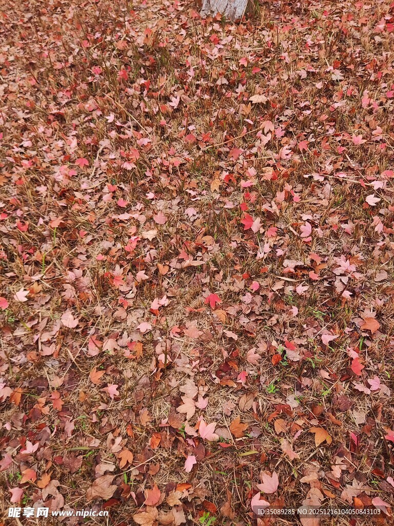 地面铺满斑斓落叶