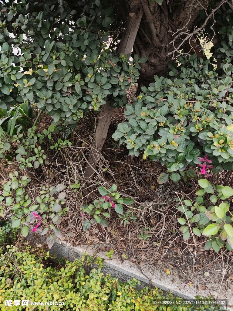 树下绿植与繁花景象