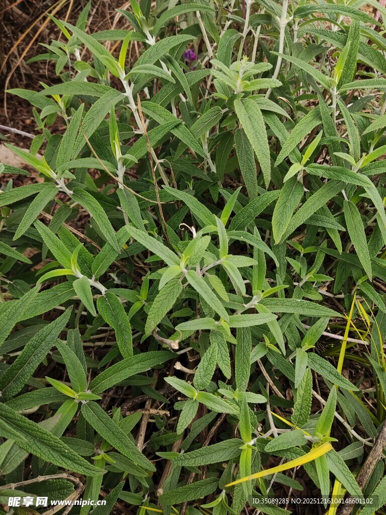 翠绿狭长叶片的植物