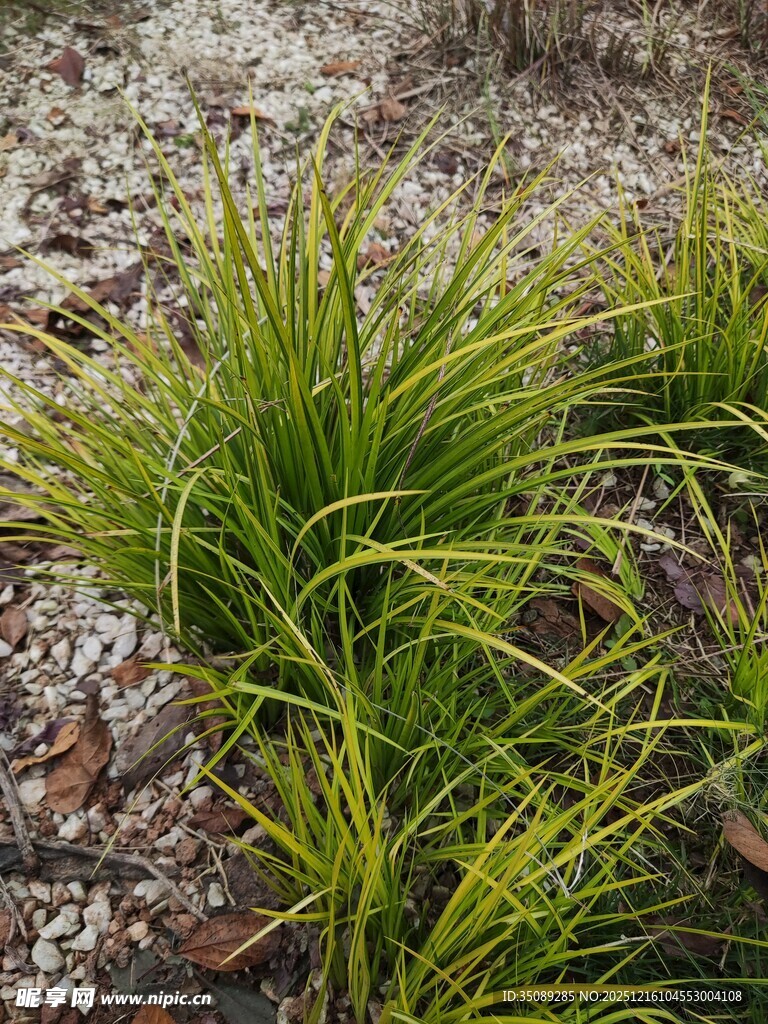 翠绿丛生草自然小景致