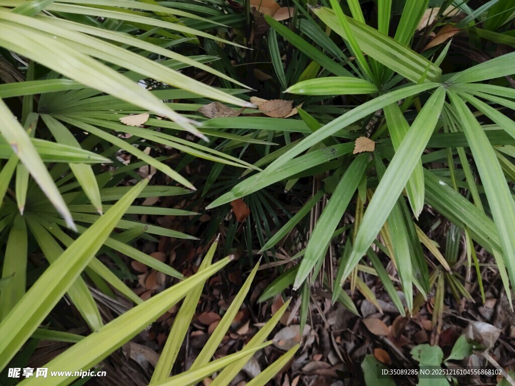 翠绿多样的热带植物叶片