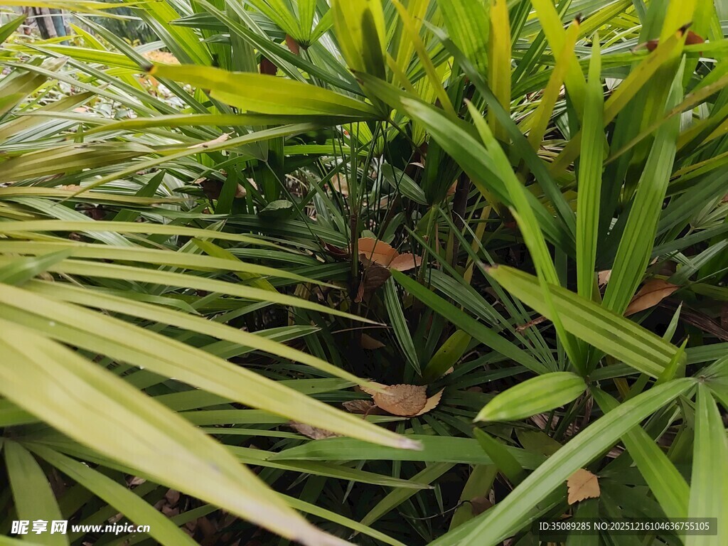 翠绿繁茂的热带植物景观