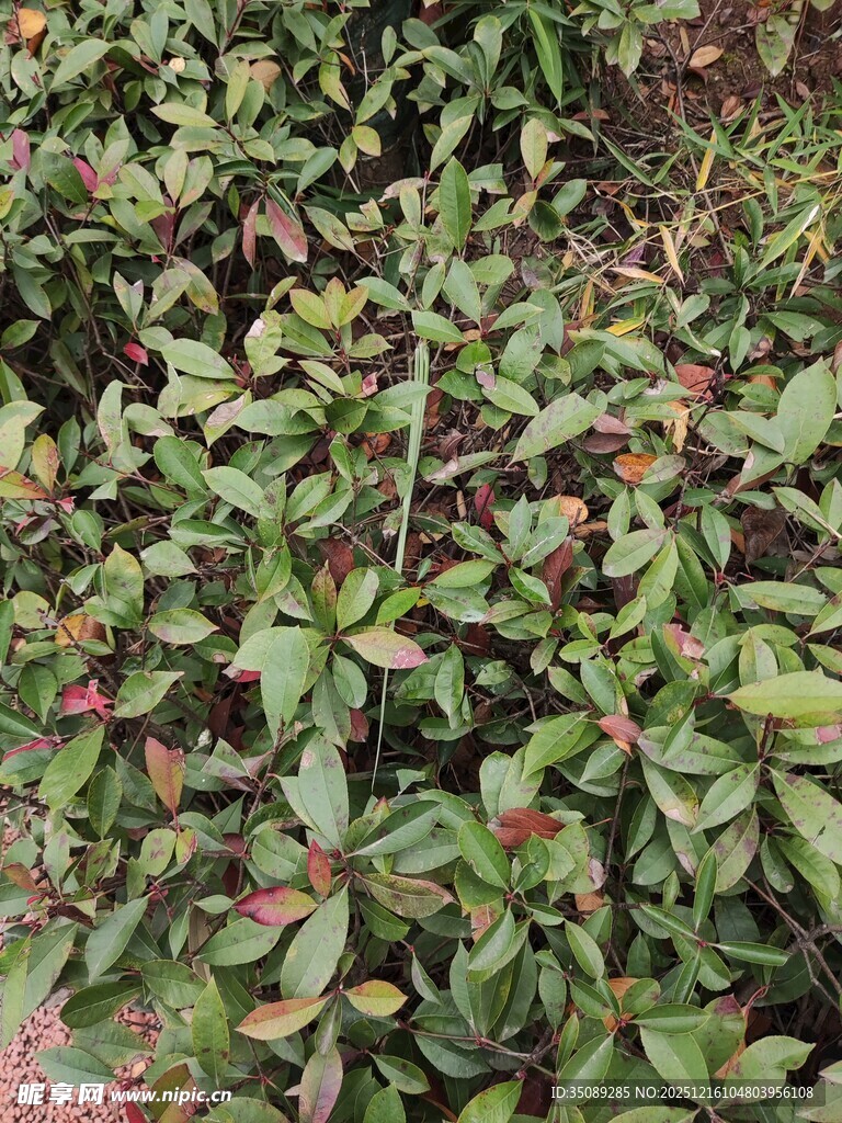 绿叶间的红色小果植物