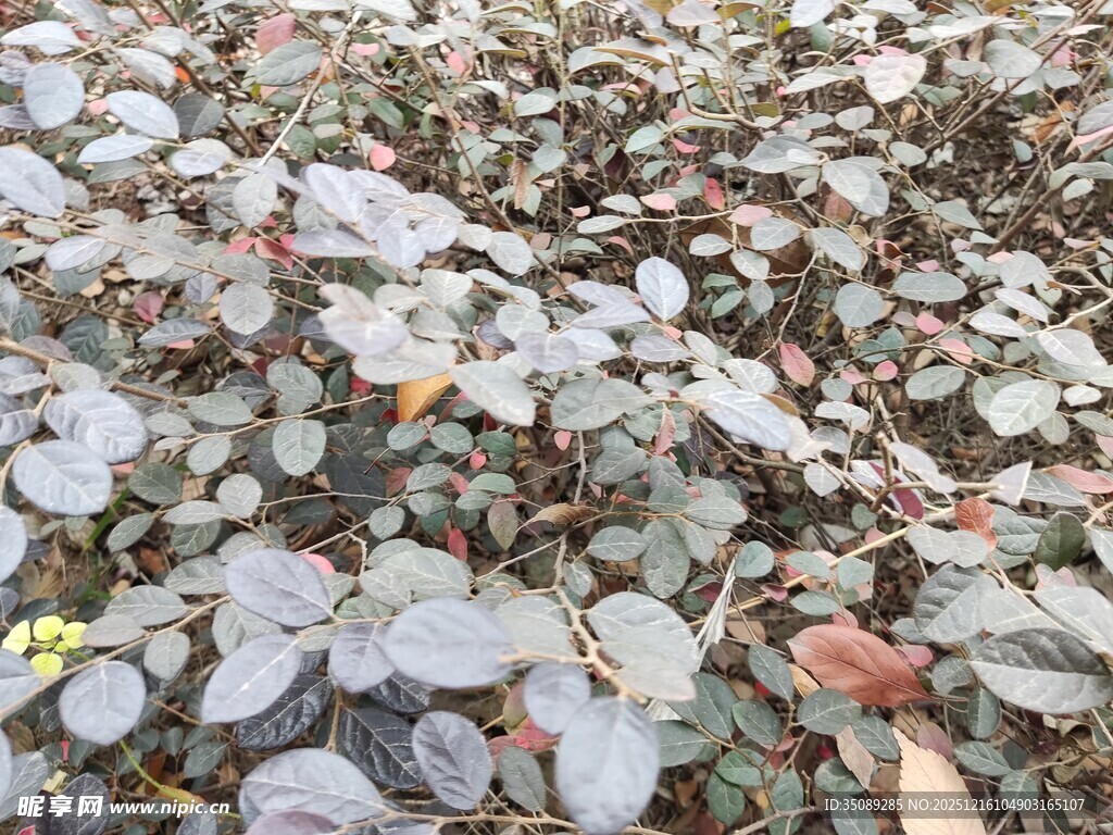 紫叶酢浆草植物景观