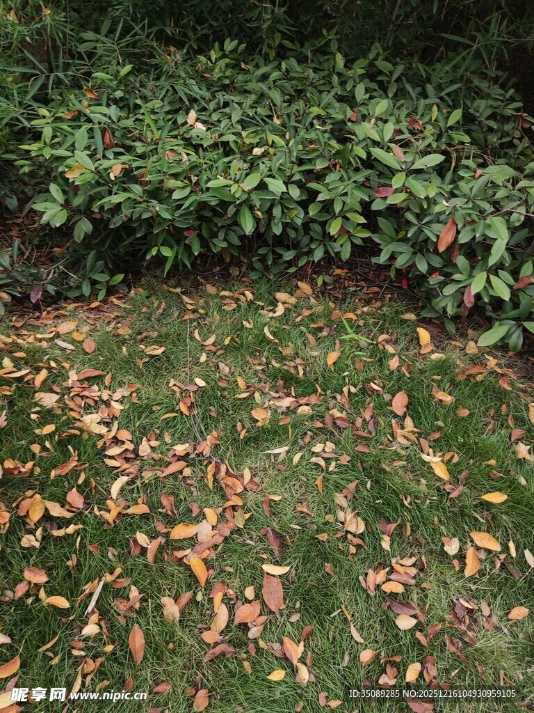 秋日草坪上的落叶景致