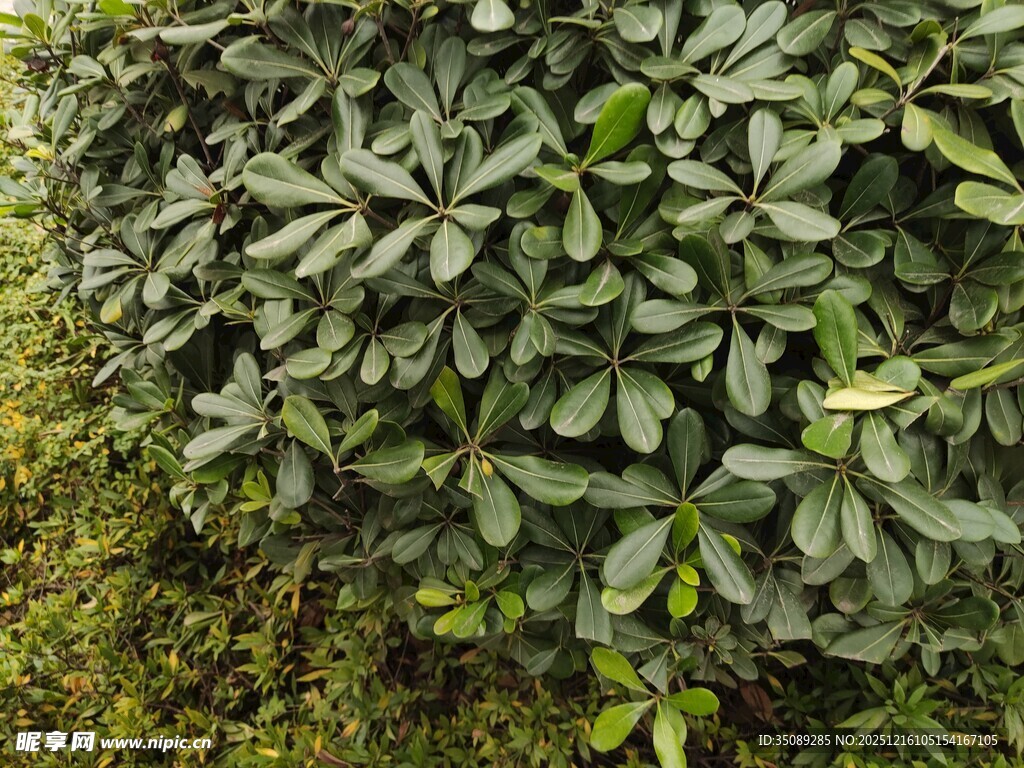 绿叶繁茂的灌木丛