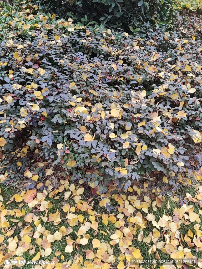 地面五彩落叶景观