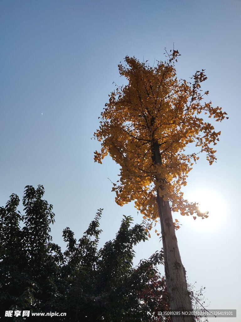 秋日挺拔黄叶树