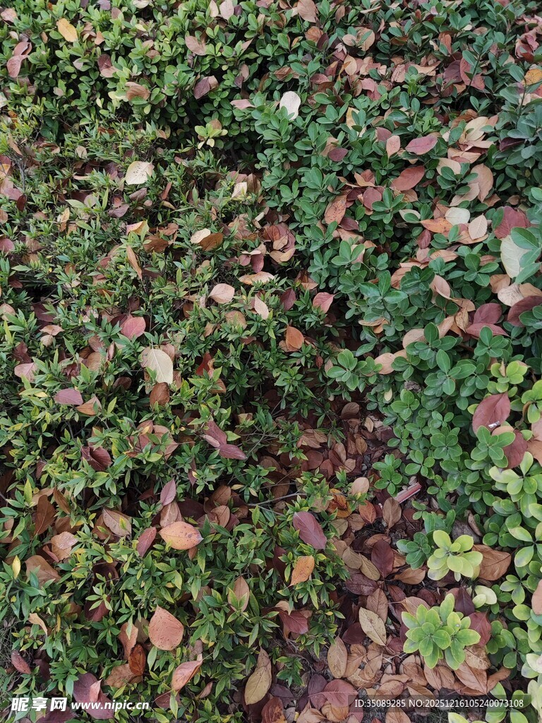 地面覆盖的多彩植物景观