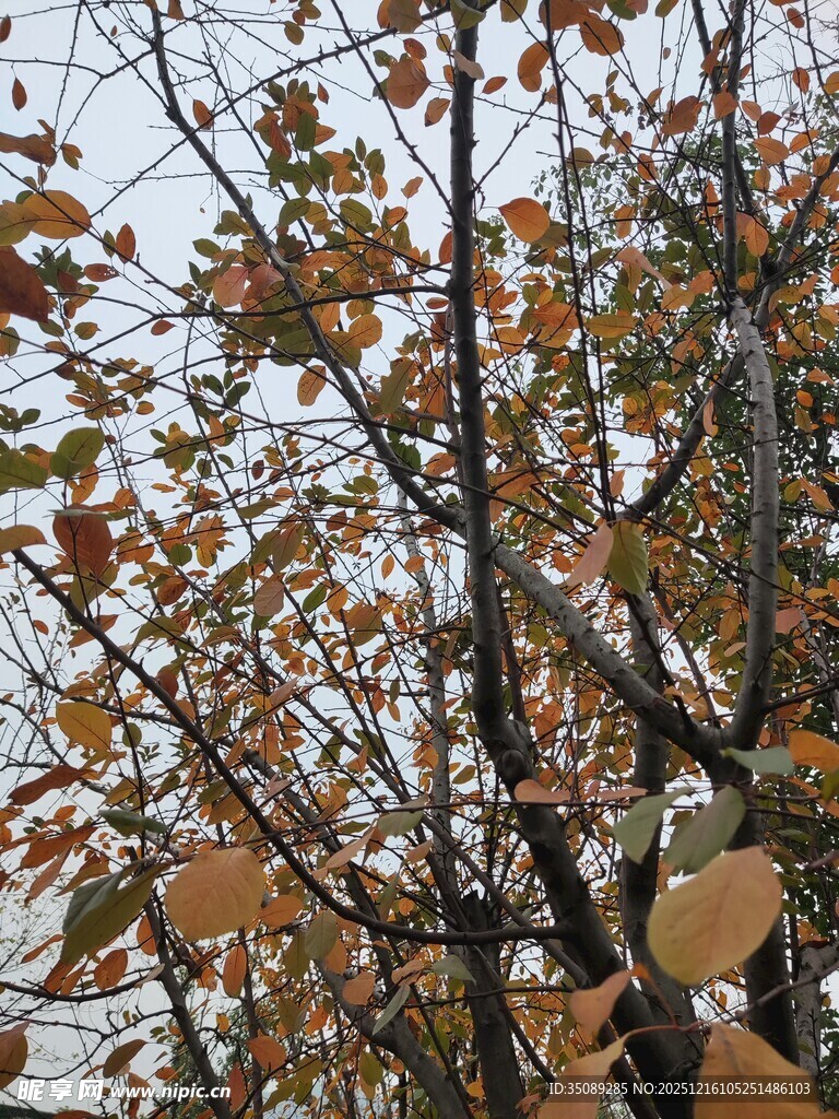 秋日枝头泛黄树叶景象