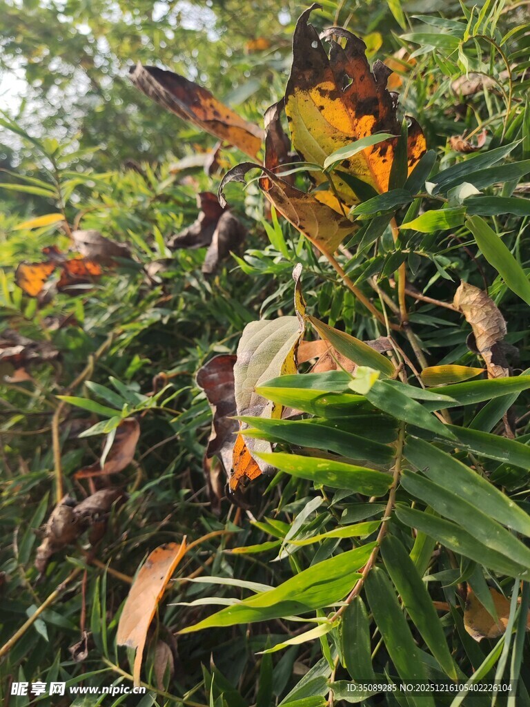 枝头枯叶与绿叶交织景象