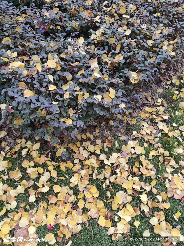 落叶铺地的秋日景象