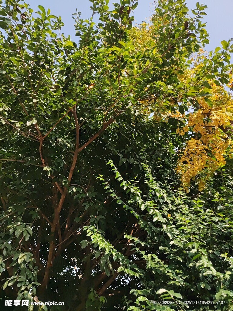 绿叶间的金黄树枝