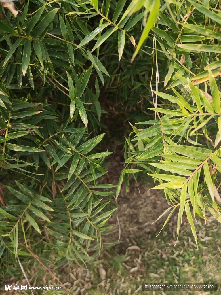 翠绿竹叶下的隐秘角落