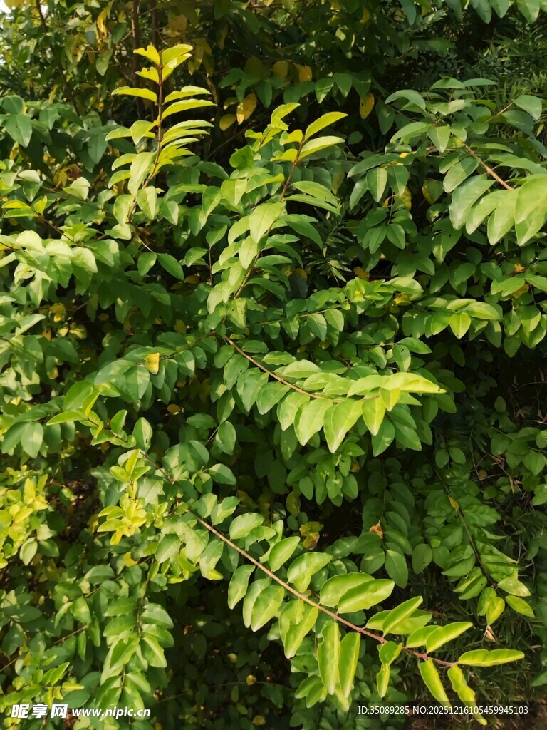 翠绿繁茂的羽状叶片植物