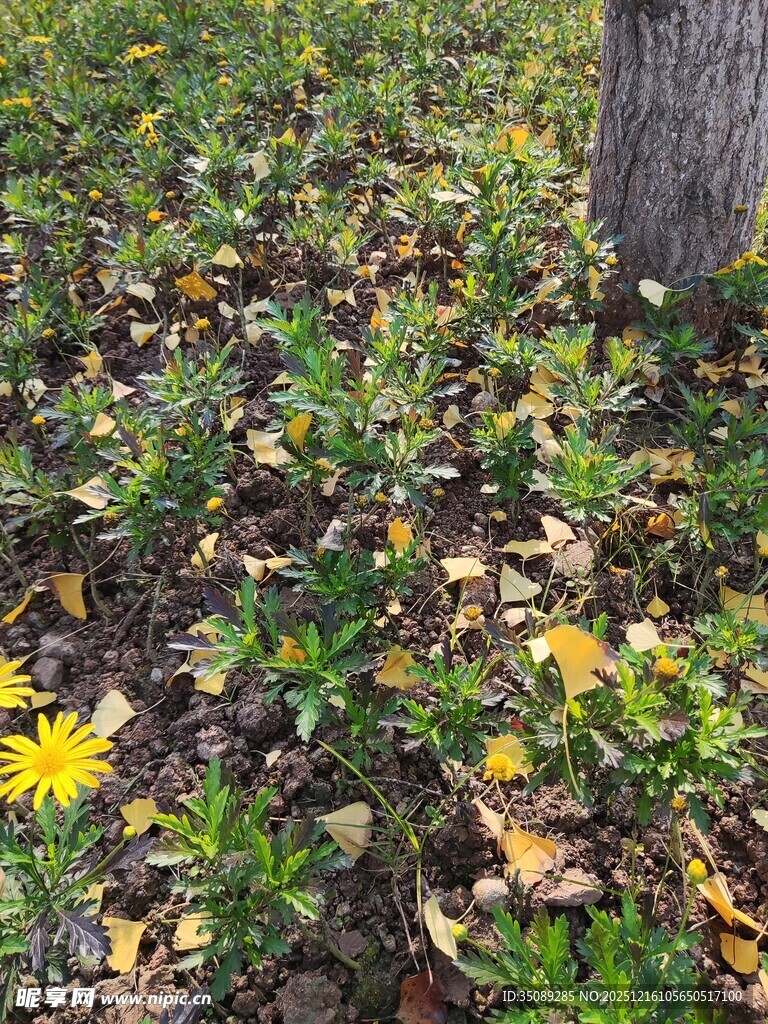树下落叶与绽放的小花