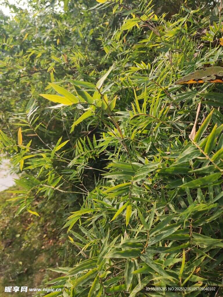 茂密翠绿的植物景观