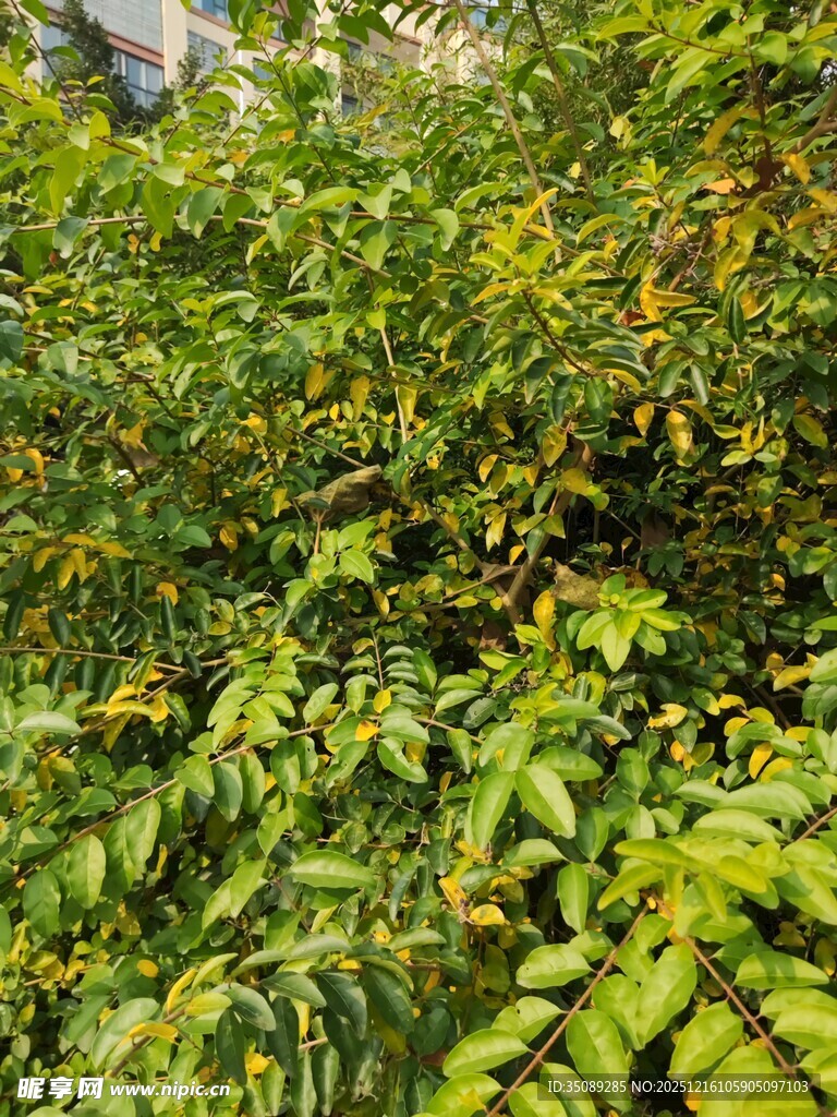 茂密翠绿的蕨类植物景观