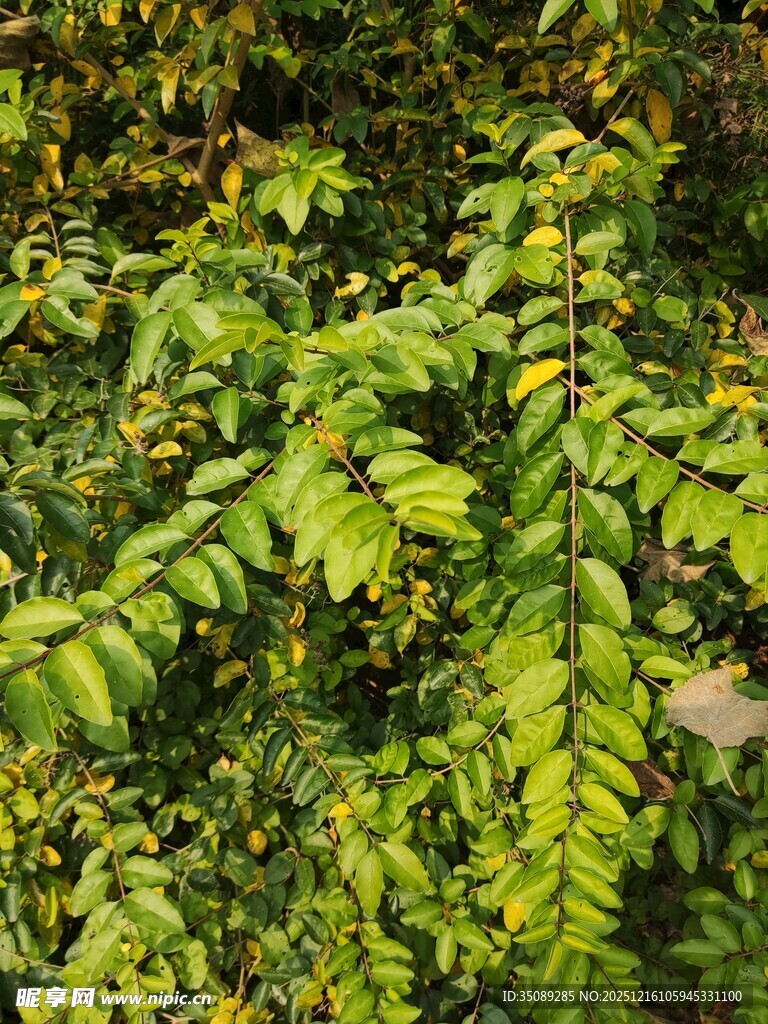 翠绿繁茂的羽状复叶植物