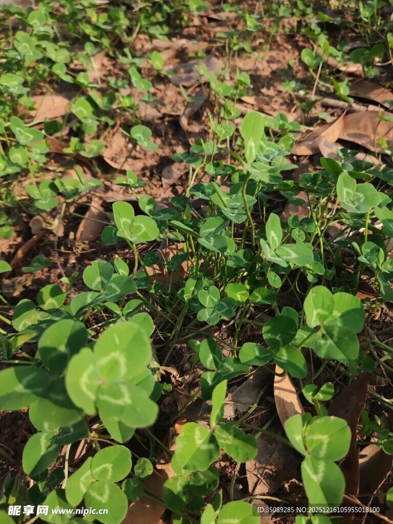 地面嫩绿植物生机盎然