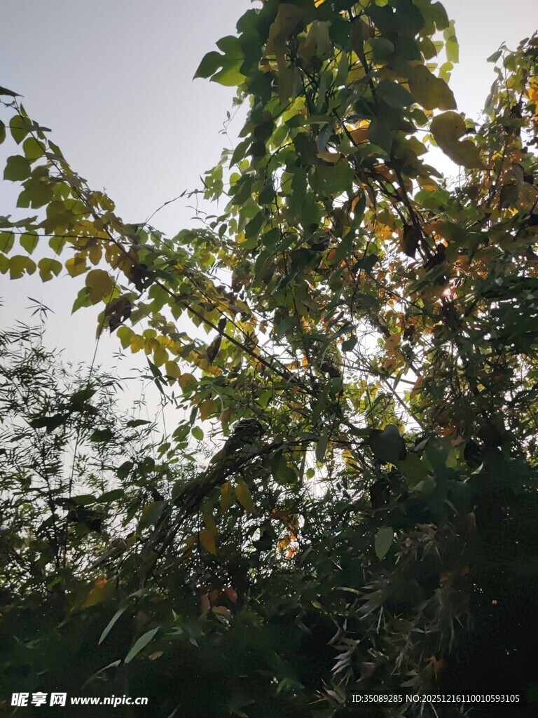 枝叶繁茂的树木