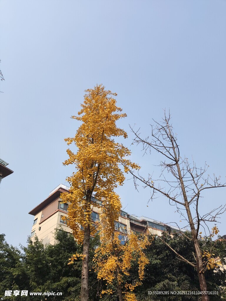 金黄银杏树立于屋旁