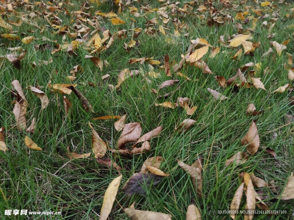 草地上的枯黄落叶