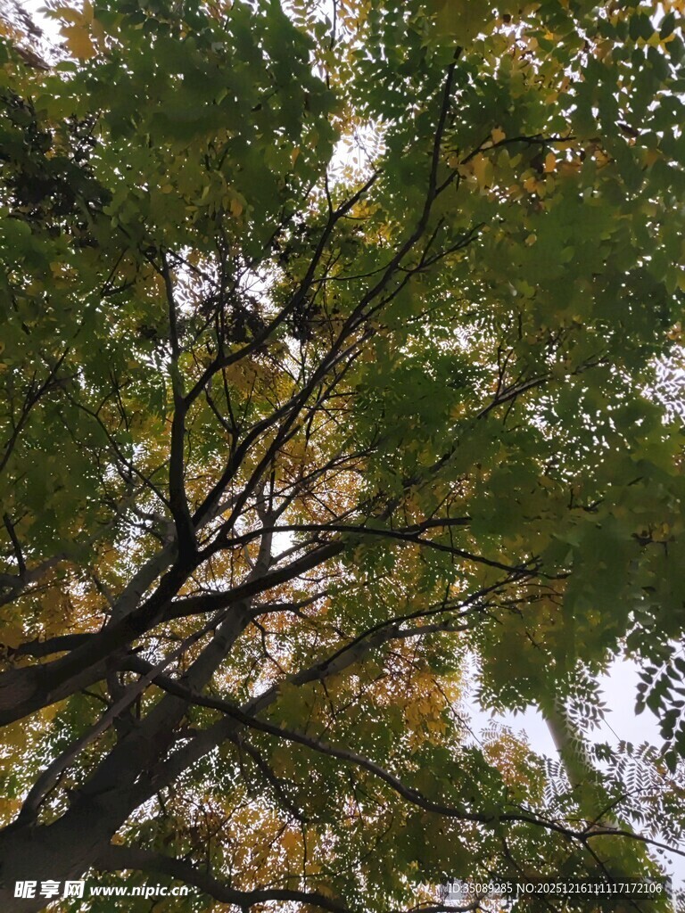 仰视繁茂树木枝叶景观