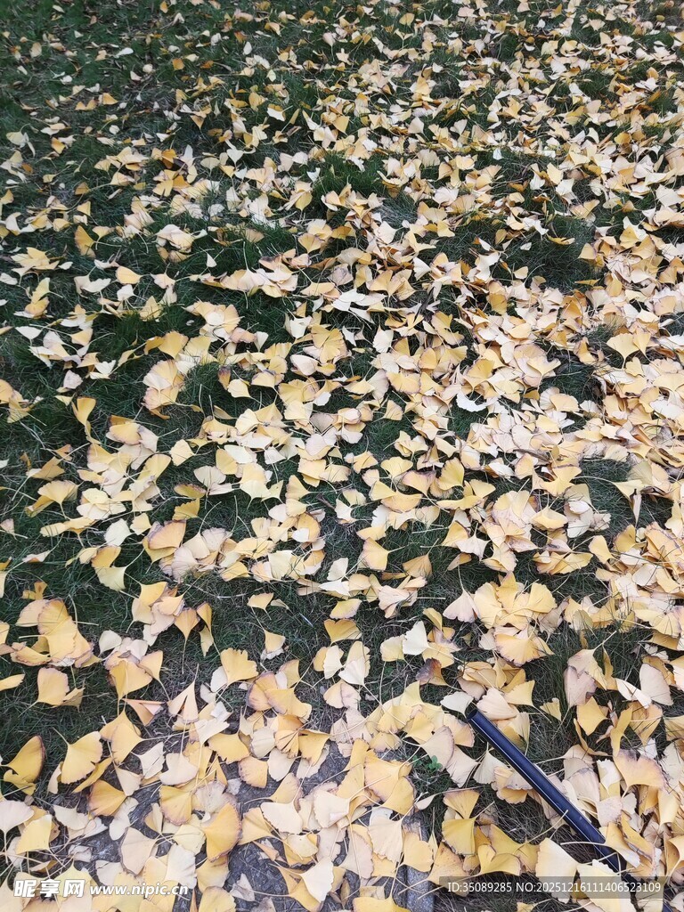 地面上的缤纷落叶