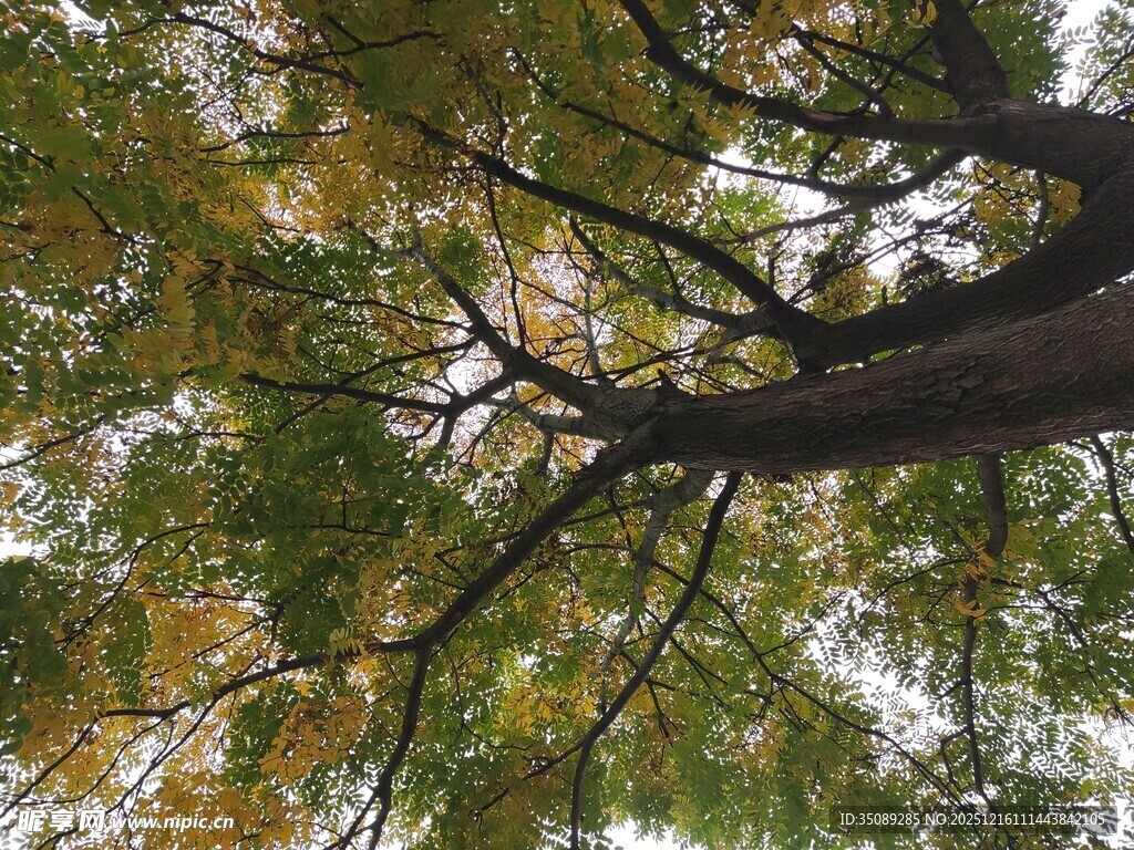 仰视繁茂树枝与斑斓树叶