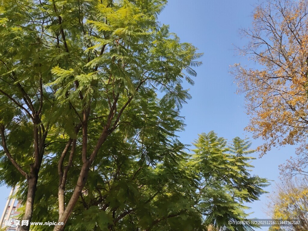 蓝天映衬下的葱郁树木