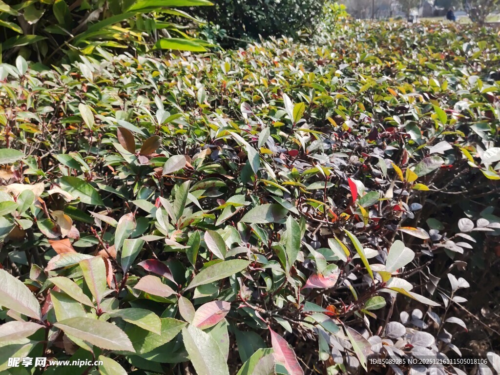 多彩叶片植物景观