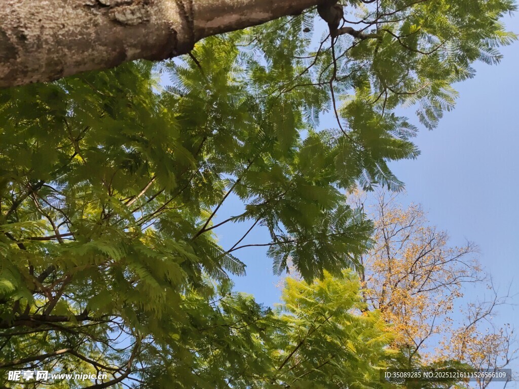 仰视绿树蓝天美景