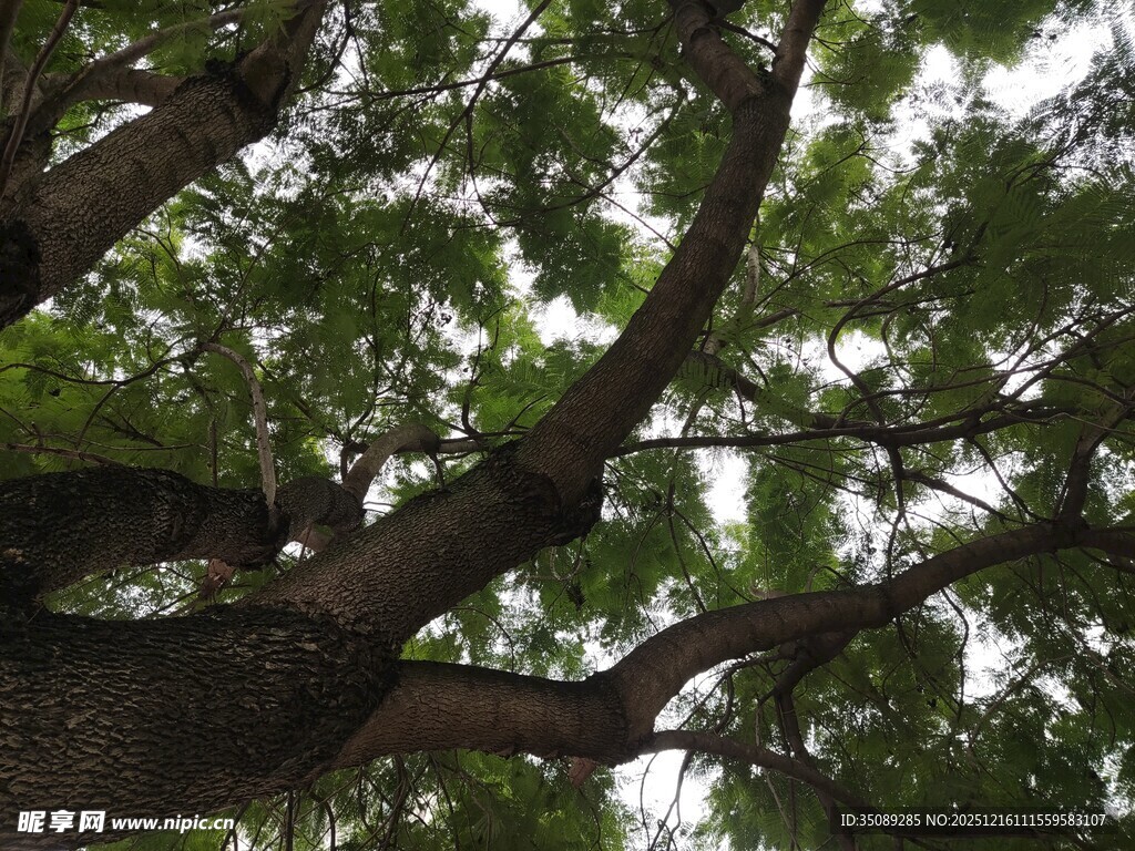 仰视繁茂大树枝叶
