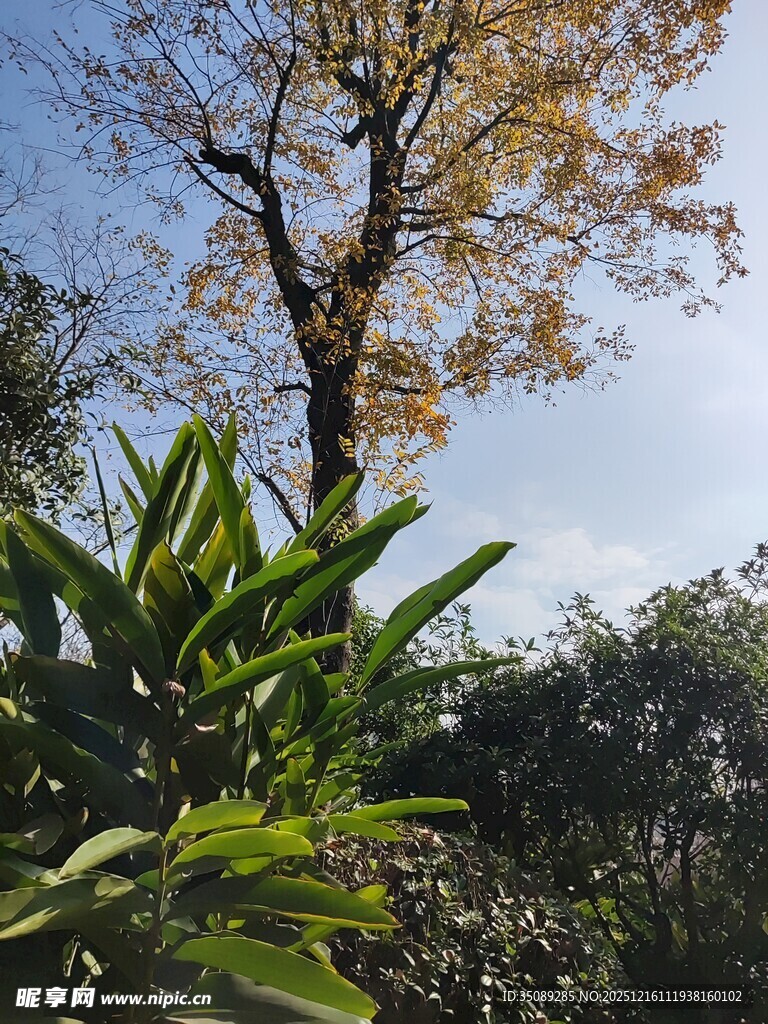 秋日林间树木与绿植景致