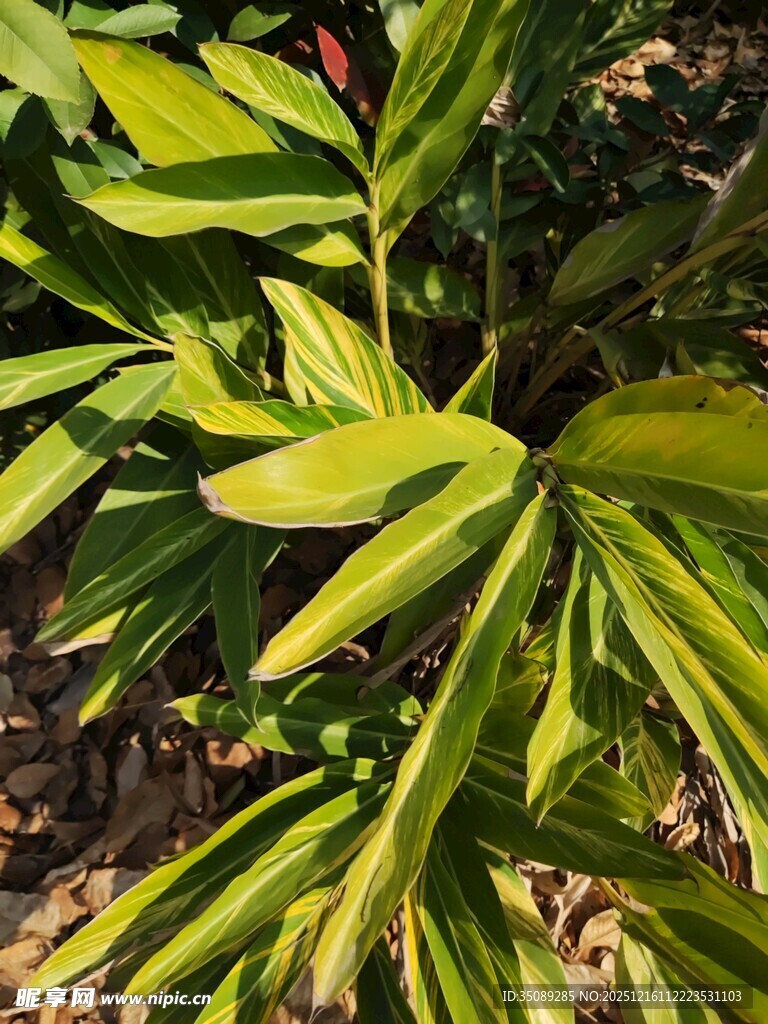 翠绿叶片的植物特写