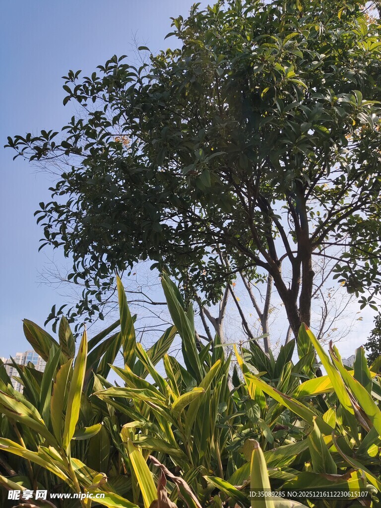 阳光下的绿树与绿植