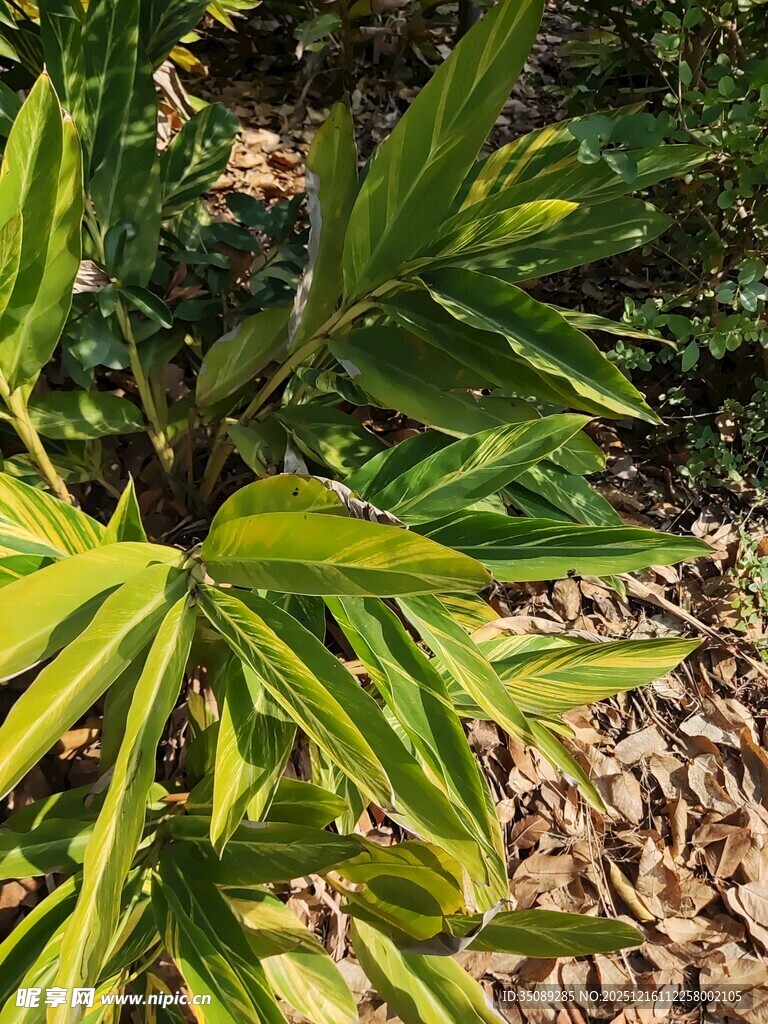 翠绿叶片的植物特写