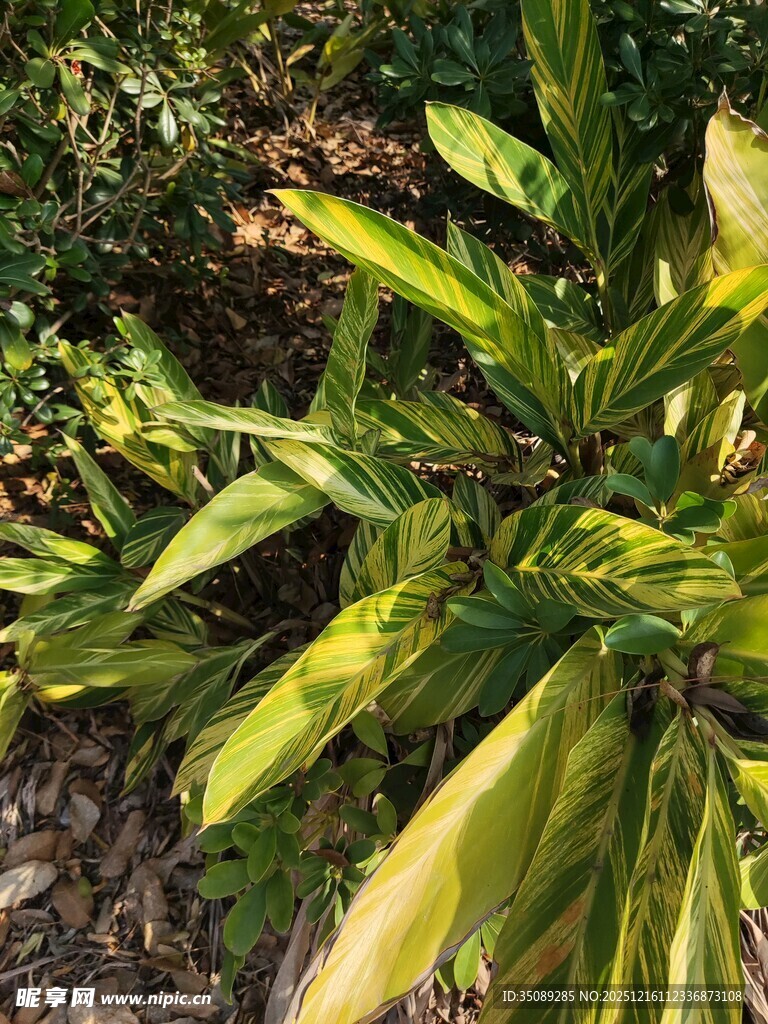 翠绿植物叶片特写