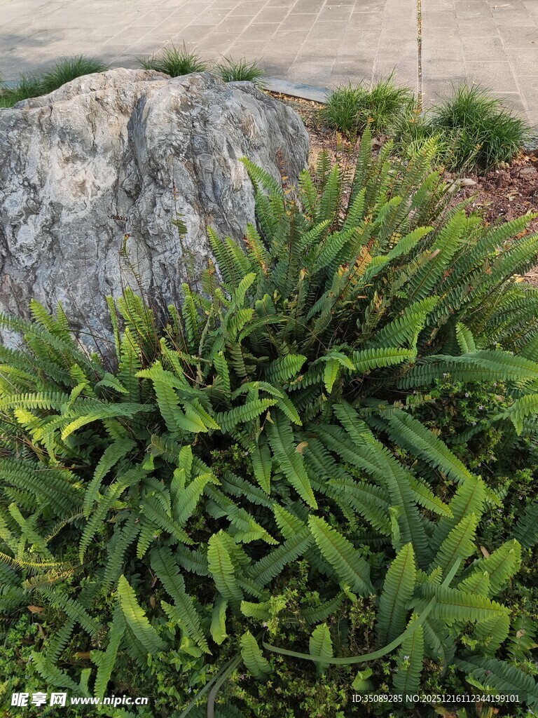 石边翠绿植物景观