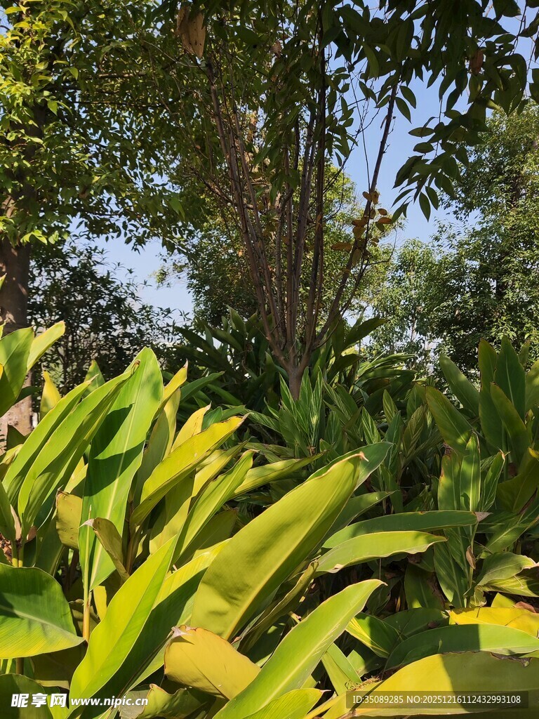 阳光下的热带绿植景观