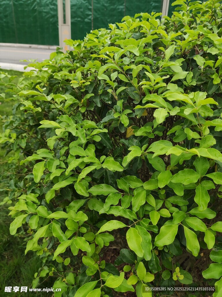 翠绿繁茂的灌木植物