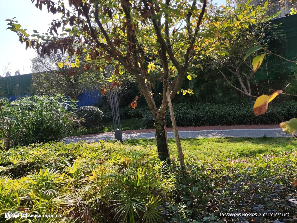 户外绿意盎然的自然场景