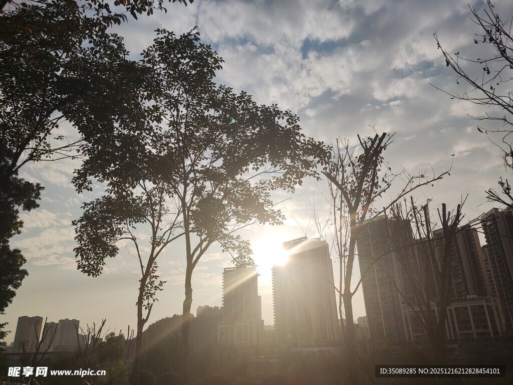 夕阳下的城市树木景观