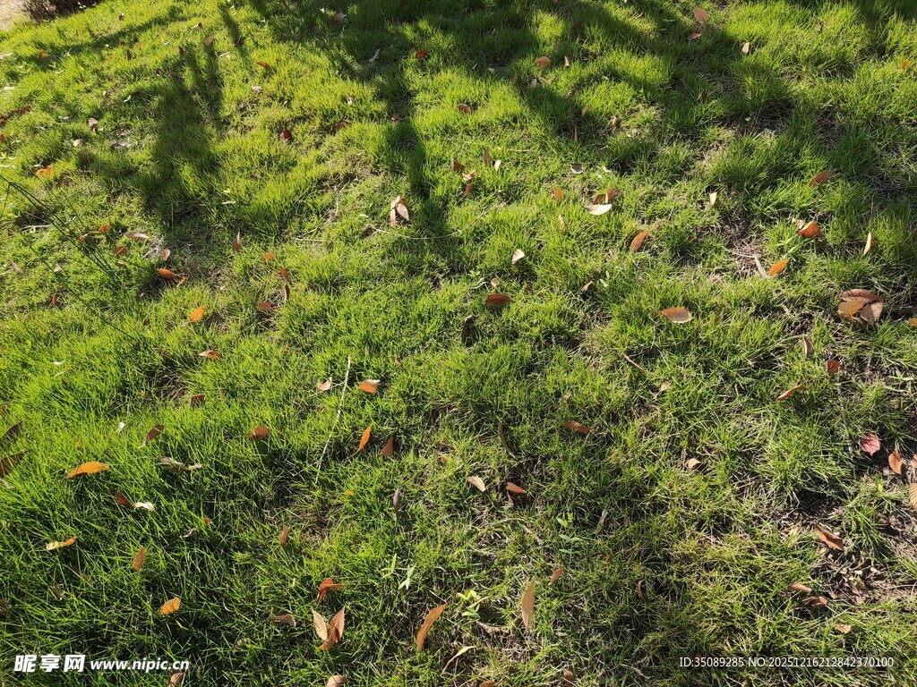 阳光下的翠绿草地