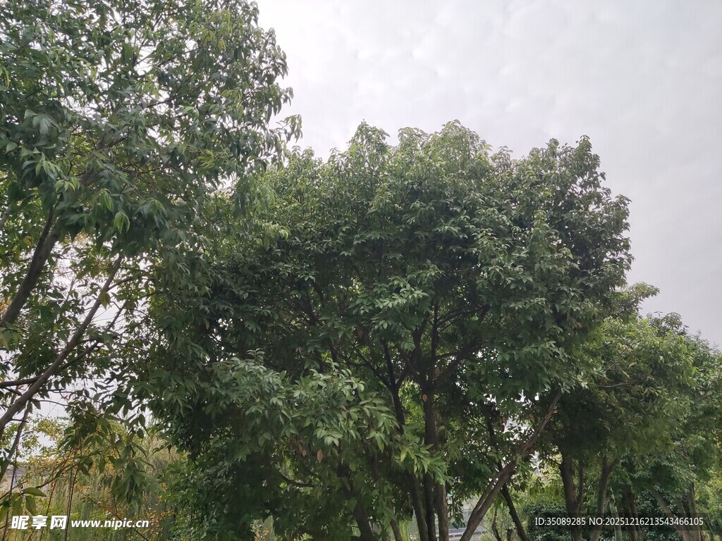 茂密绿树展现自然景致