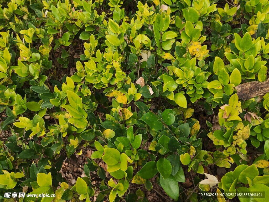 黄绿相间的繁茂植物