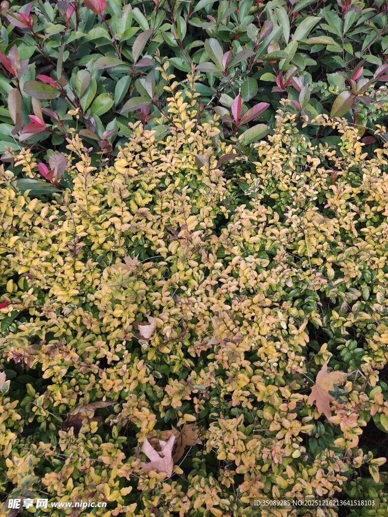 多彩灌木植物景观