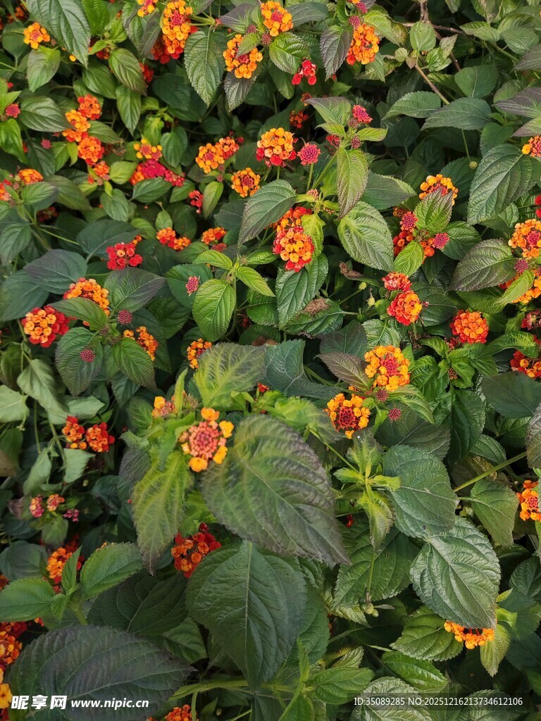 鲜艳橙花配绿叶花卉图